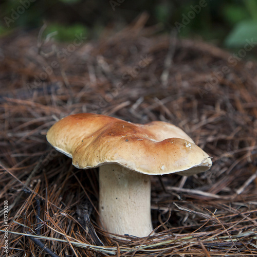 macro photograph of a large white mushroom growing in the woods among the pine needles