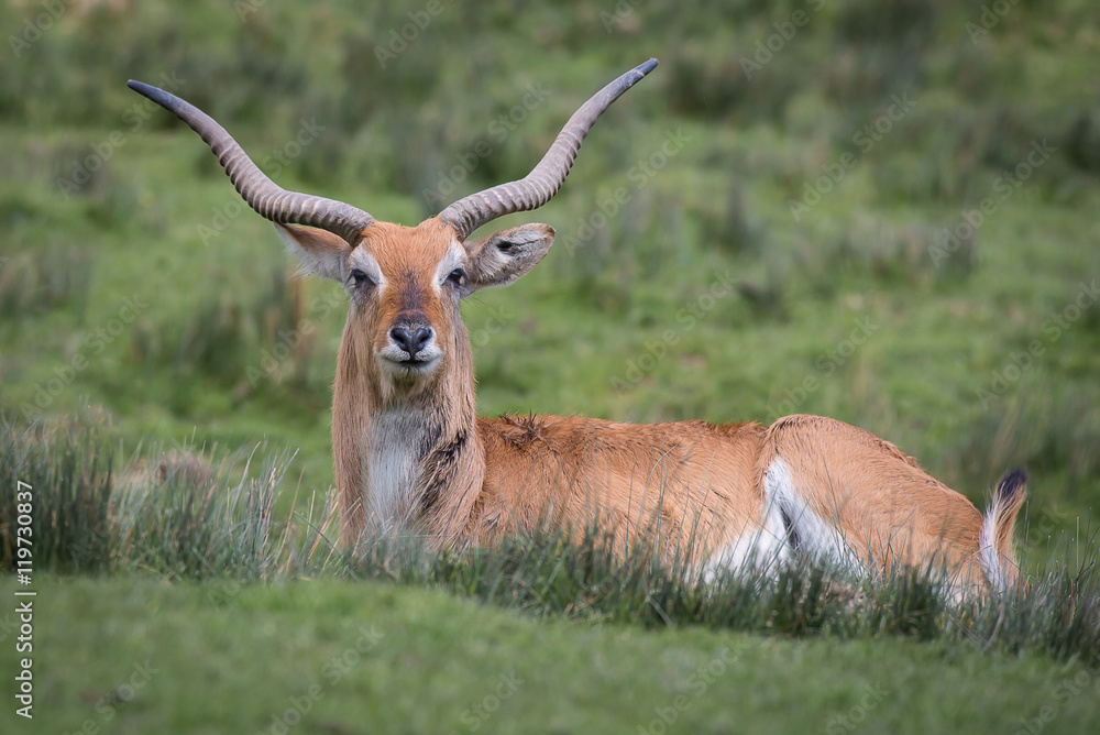 A lechwe, Kobus leche, or southern lechwe, is an antelope found in wetlands of south central Africa and seen here lying on the grass staring at the camera. A lechwe, Kobus leche, or southern lechwe, is an antelope found in wetlands of south central Africa and seen here lying on the grass staring at the camera.