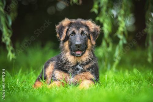 German shepherd puppy lying on the lawn