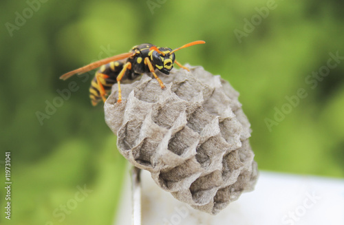 Wasp on the nest photo