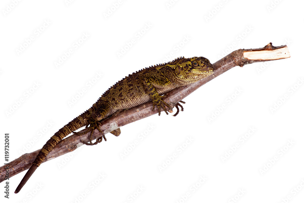 Obraz premium The blue-spotted wood lizard on white