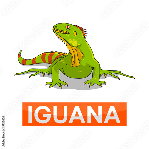 green iguana with line