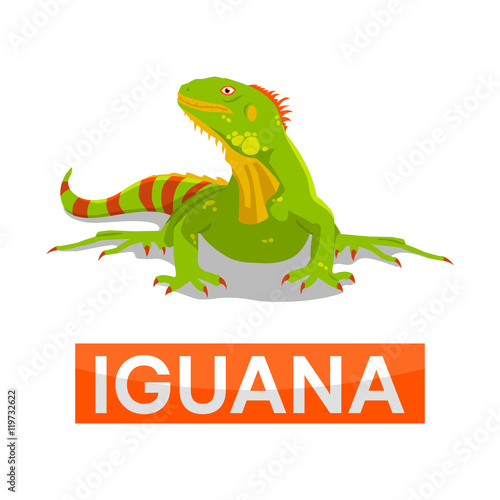 green iguana without line