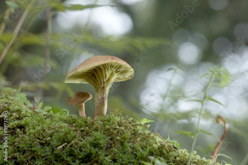 Mushroom in the rain forest.