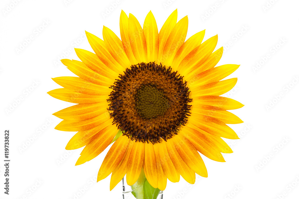 Obraz premium HELIANTHUS annuus 'Firecracker' sunflower over isolate white background. with clipping path