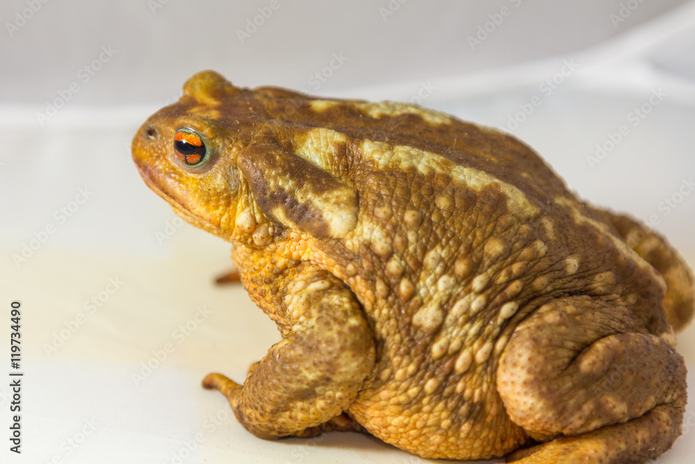 Fototapeta premium common toad (Bufo bufo) on white background