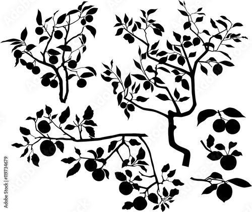 Set of branches with fruits