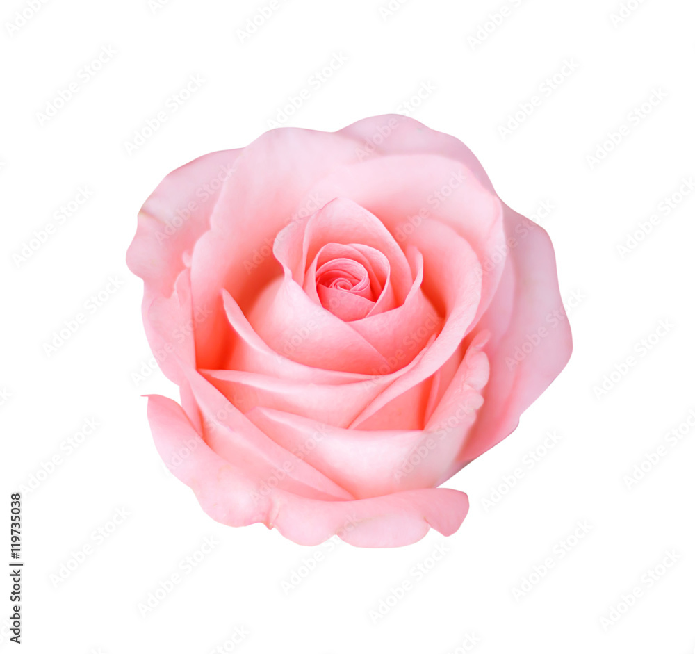 Obraz premium Różowa róża odizolowywająca na białym tle, miękka ostrość.