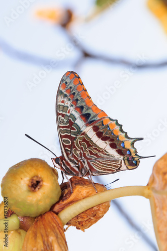 Farfalla Charaxes Jasius photo