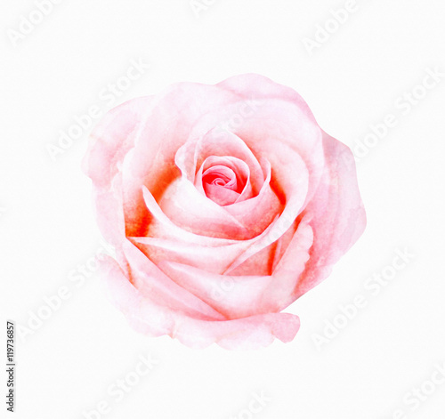 Digital painting watercolor of pink rose