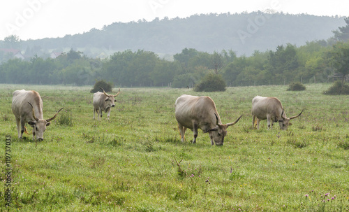 Grey Cattles Grazing on Field with Foggy Background