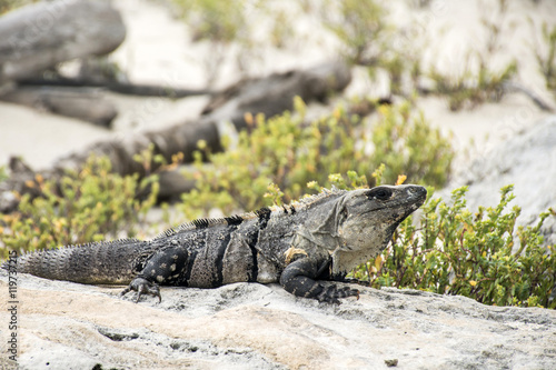 Mexico wildlife free iguana living near the beach 2