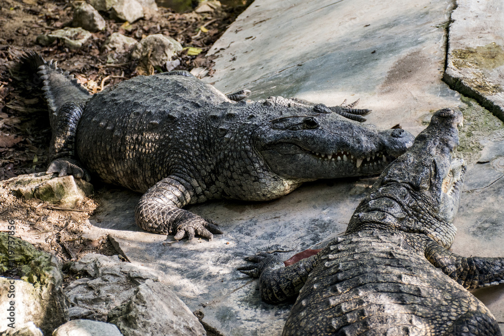 Wild Crocodile Reptile Wildlife in Mexico Yucatan Wild Crocodile Reptile Wildlife in Mexico Yucatan