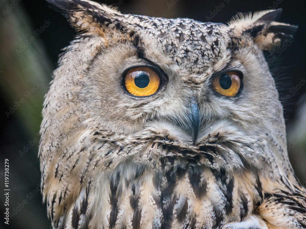 Fototapeta premium Zbliżenie sowy / Zbliżenie sowy