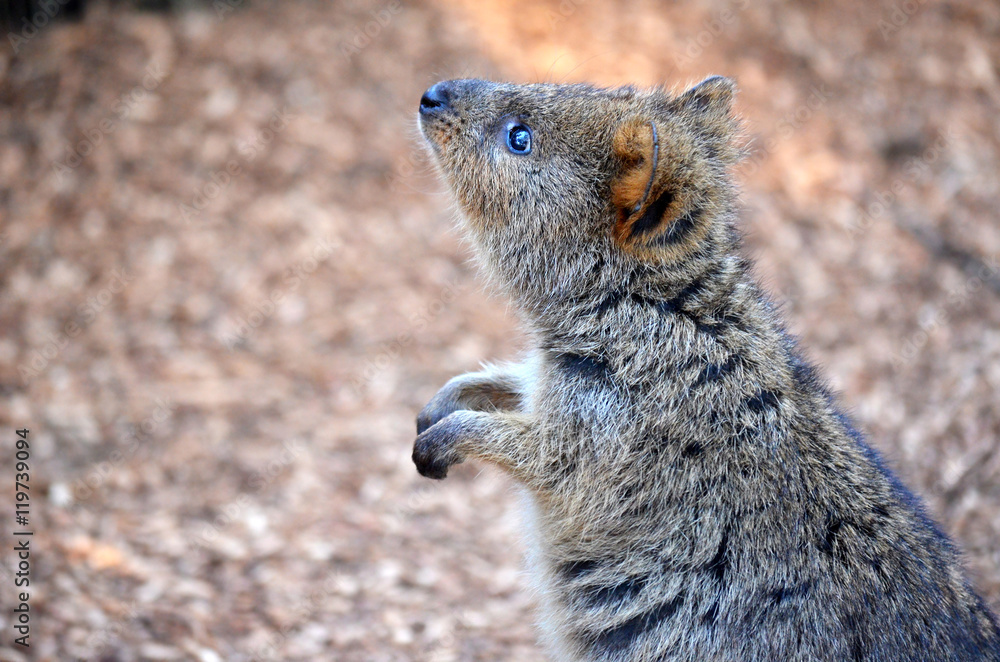 Fototapeta premium Quokka (Setonix brachyurus), a cute, small Australian kangaroo native to Rottnest Island, Western Australia