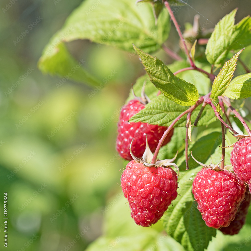 Himbeeren, Rubus idaeus, Raspberries Himbeeren, Rubus idaeus, Raspberries