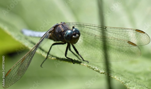 DRAGONFLY  I captured this patient little being during our holidays near Lake Kalteren (Kalterer See), South Tyrol, Italy. © Patrick Pfefferle