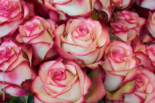 Fotografie Heap of roses