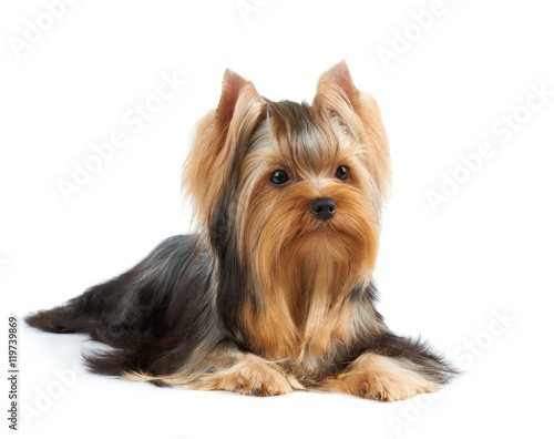 Dog on white background