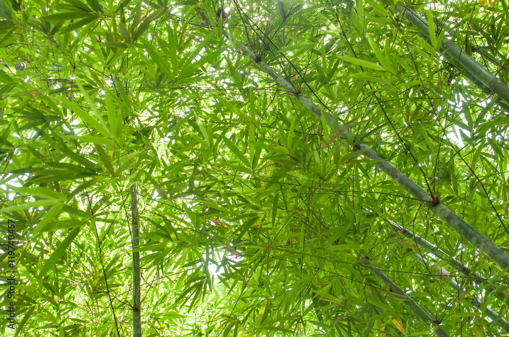 Obraz premium Bamboo forest