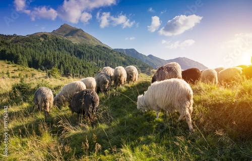 High in the mountains at sunset shepherds graze cattle among the panorama of wild forests fields of the Carpathians. Sheep provide wool, milk meat for agriculture Traditional economy Highlanders