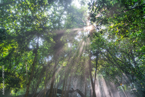 Morning mist rises up from rain forest floor with sun rays photo