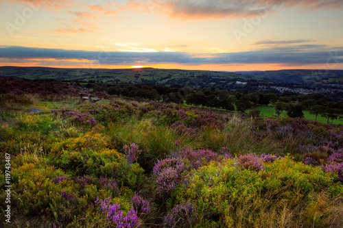 Heather in bloom