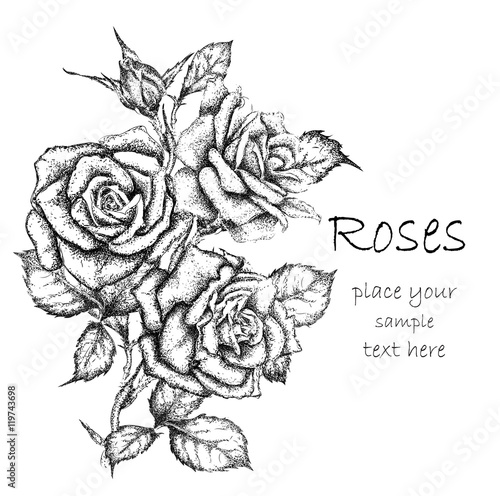 Fototapeta Naklejka Na Ścianę i Meble -  Hand draw vintage rose. Vector illustration
