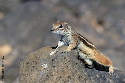 Barbary ground squirrel (atlantoxerus getulus) © chris2766