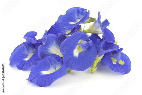 Fototapeta Naklejka Na Ścianę i Meble -  Clitoria ternatea also known as the Butterfly Pea Flower, used as natural food coloring in Asia cuisine