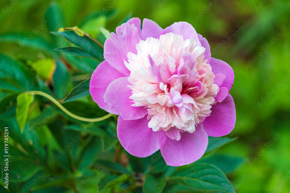 Common peony (Paeonia officinalis) pink flower in garden