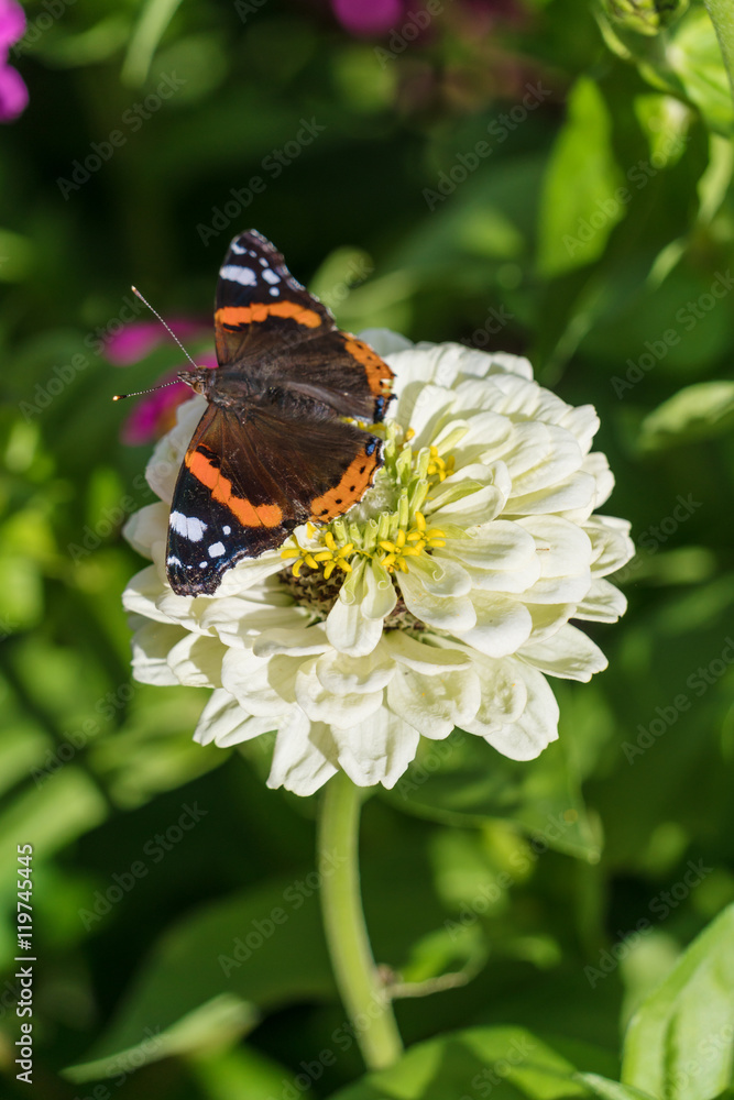 Red Admiral (Vanessa atalanta) butterfly on Zinnia elegans flowe Red Admiral (Vanessa atalanta) butterfly on Zinnia elegans flowe