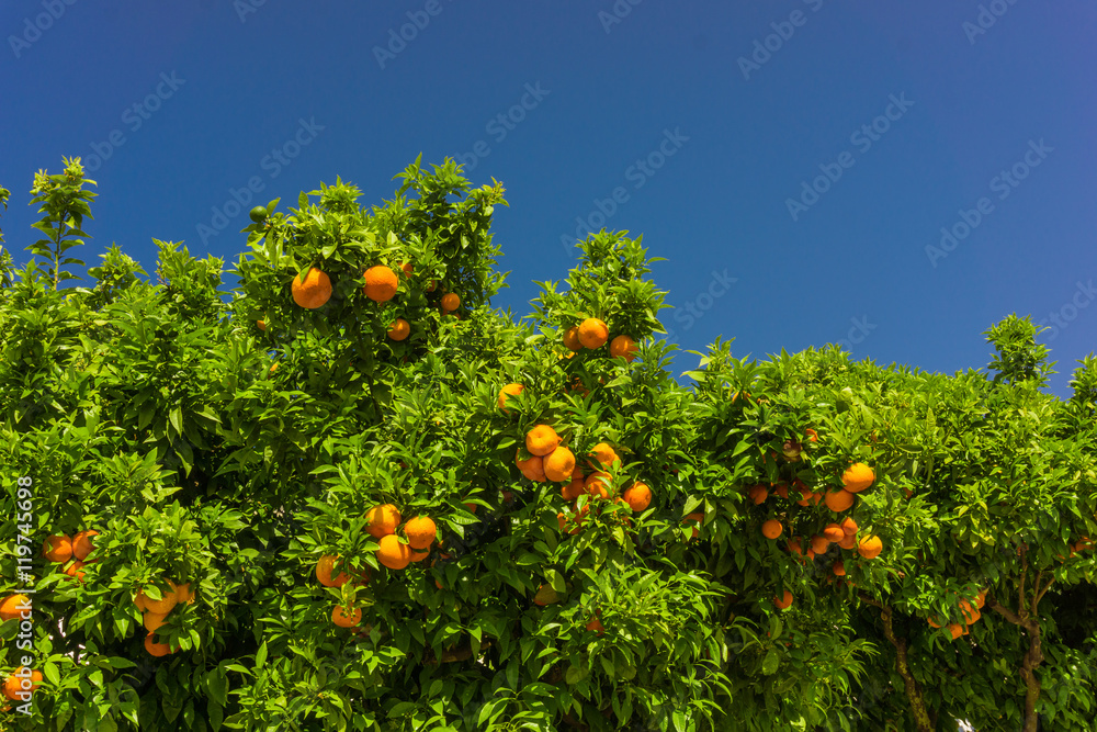 Orange tree. oranges hanging on branch, orange orchard