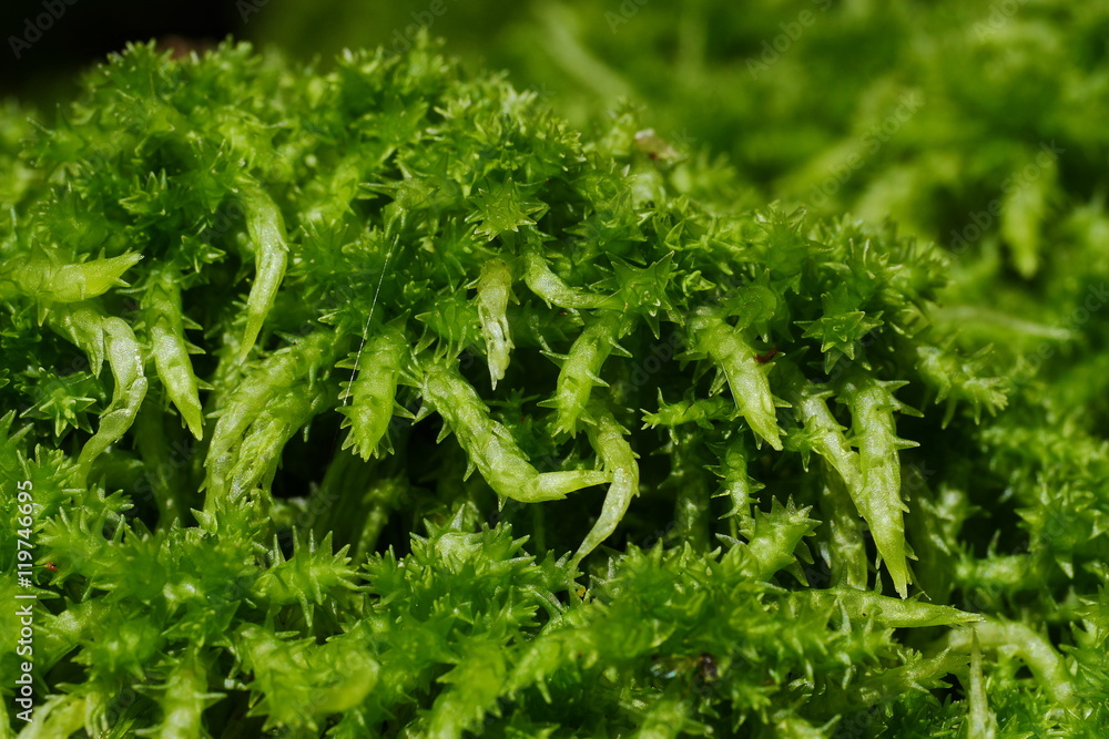 Torfmoos, Sphagnum im Wald Torfmoos, Sphagnum im Wald
