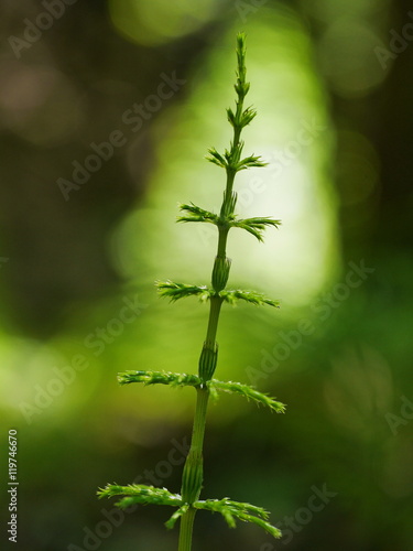 Wald-Schachtelhalm, Equisetum sylvaticum photo