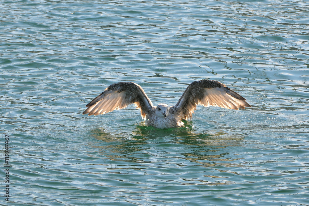 Fototapeta premium Gull diving, water drops
