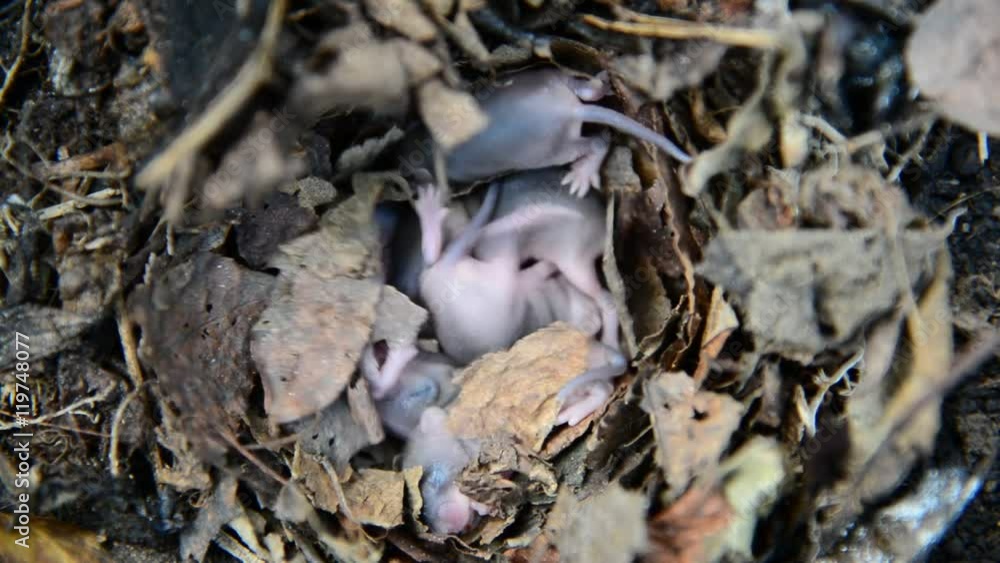 Newborn little mice in nest of the field Newborn little mice in nest of the field