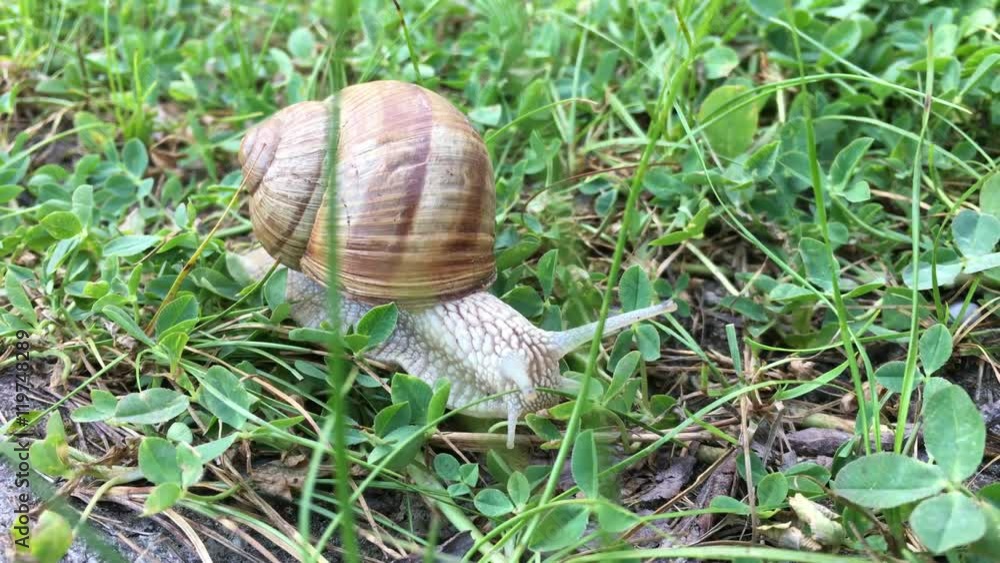 Snail moving in nature 