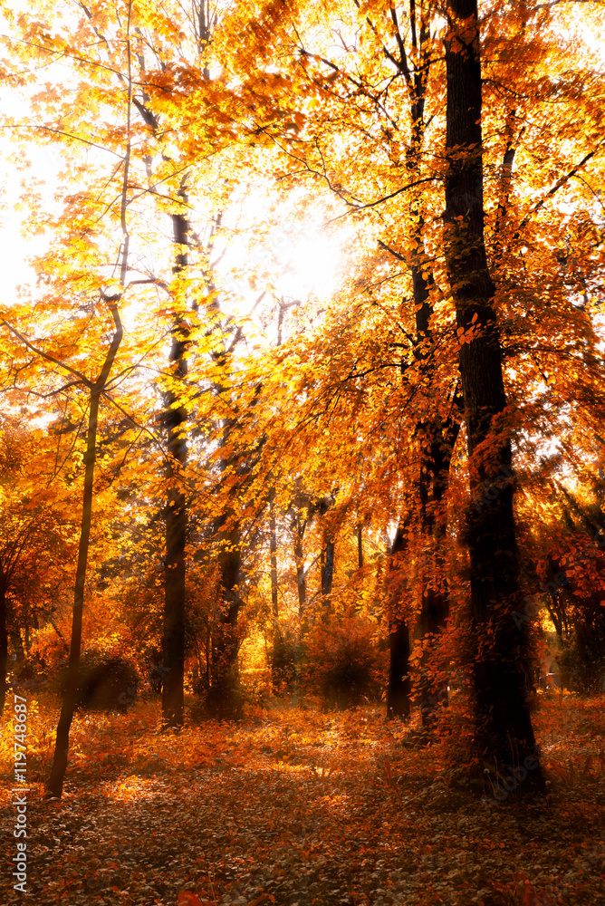 Sun shines through the tree leaves in autumn Sun shines through the tree leaves in autumn