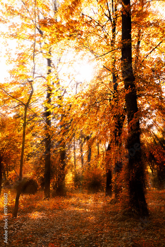 Sun shines through the tree leaves in autumn © bogonet