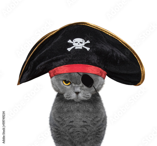 Fototapeta Naklejka Na Ścianę i Meble -  cute cat in a pirate costume