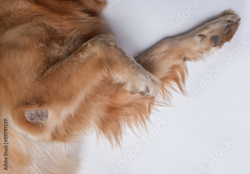 scabies in brown dog for animal diseases image on white background
