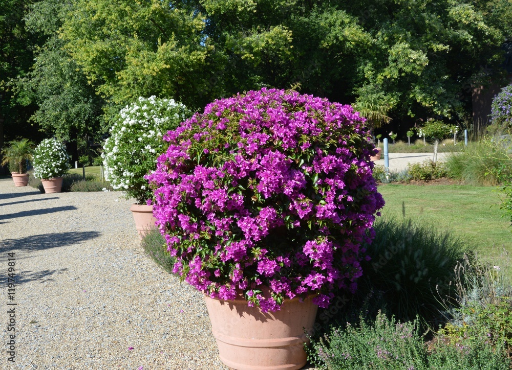 große Blumenkübel mit Sommerblumen StockFoto Adobe Stock