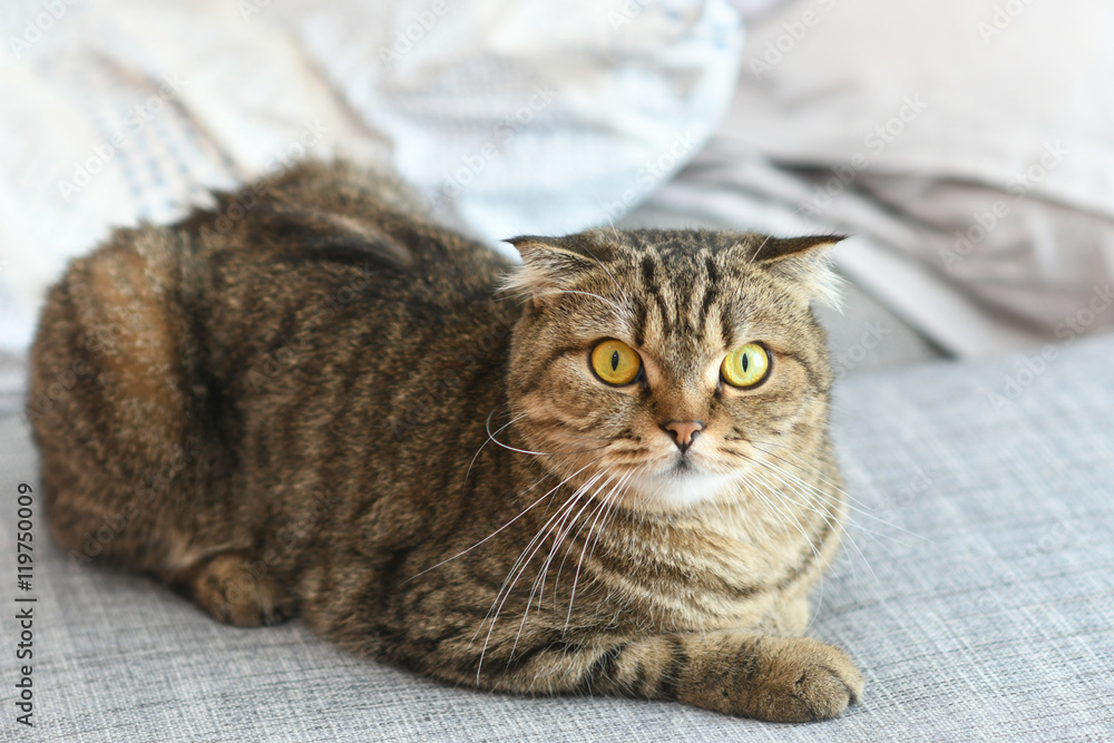 Tabby cat lying on sofa
