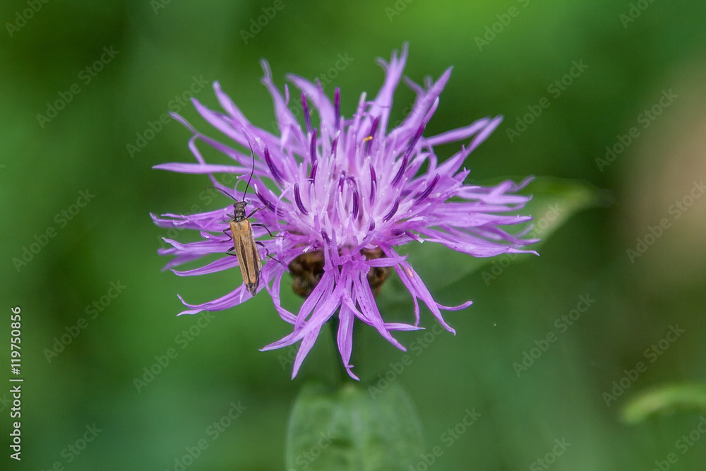 Close-up of beetle on a purple flower. Close-up of beetle on a purple flower.