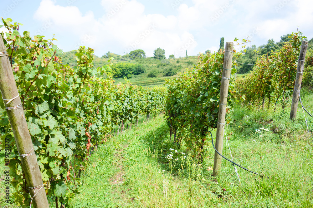 Fototapeta premium italian mountain vineyard
