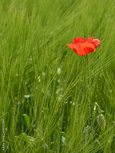 A solitary red poppy in a field of wheat 