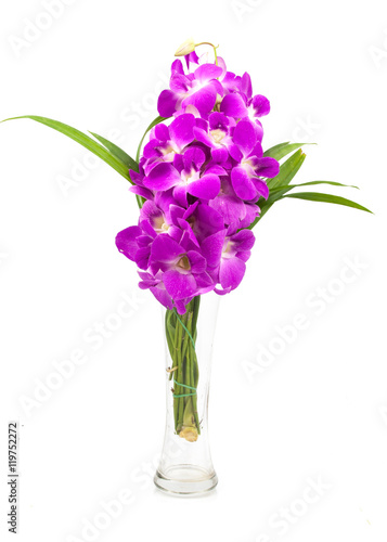 beautiful purple orchid flowers cluster isolated