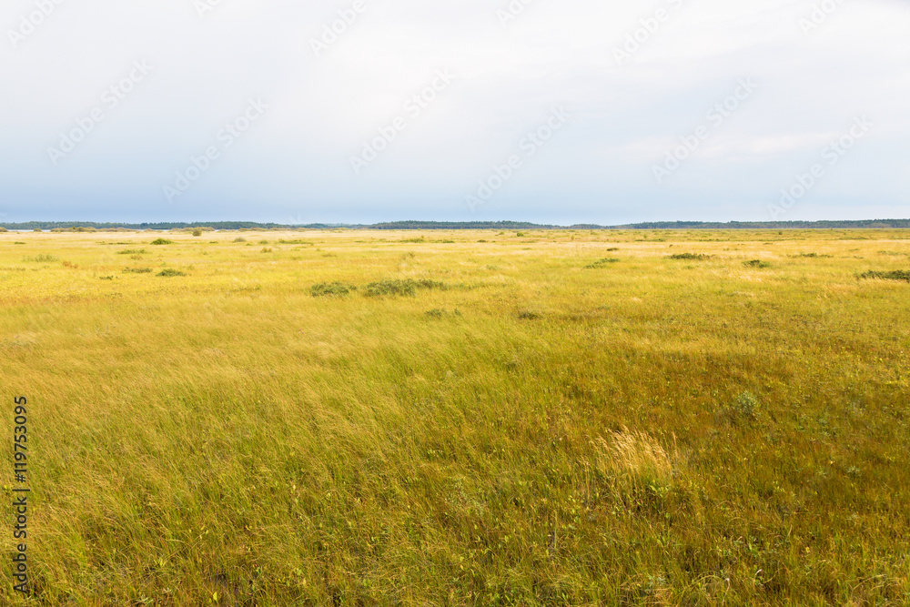 View of moor landscape with grass View of moor landscape with grass