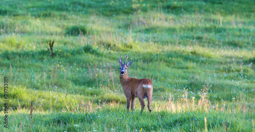 Roebuck on a meadow